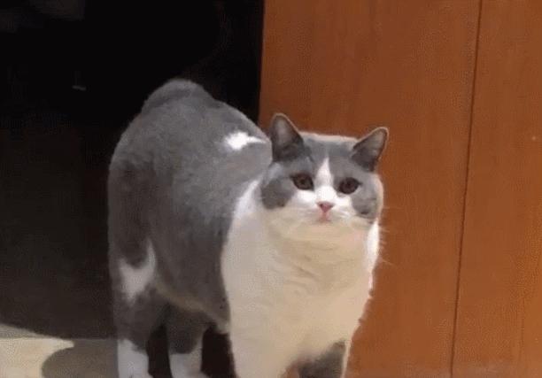猫咪走失了怎么办？小编头秃整顿的方法，试试灵不灵