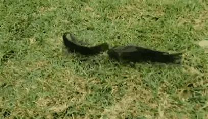 像石斑又像罗非的淡水鱼是什么鱼,淡水鱼长得像罗非一样长不大