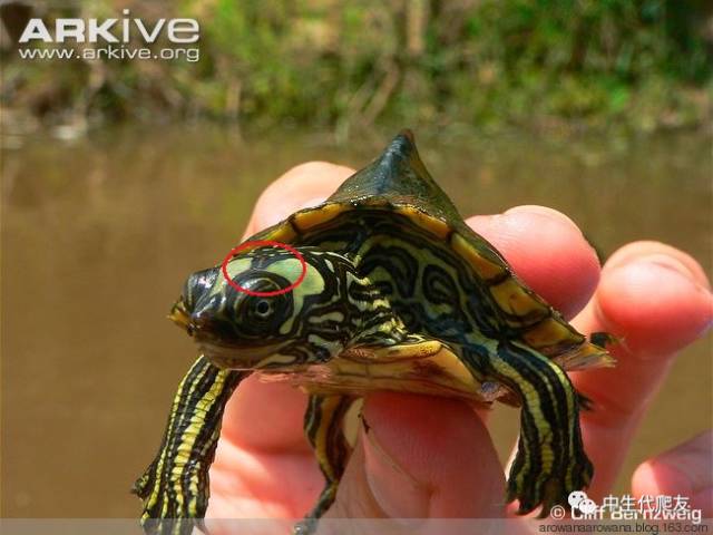 地图龟成体样子,地图龟种类及图解