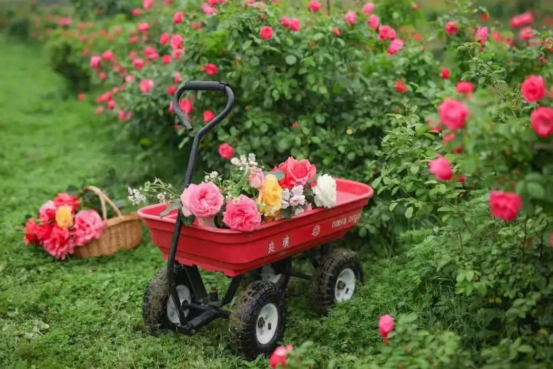 美到犯规！这个500亩的有机庄园，成三产融合教科书