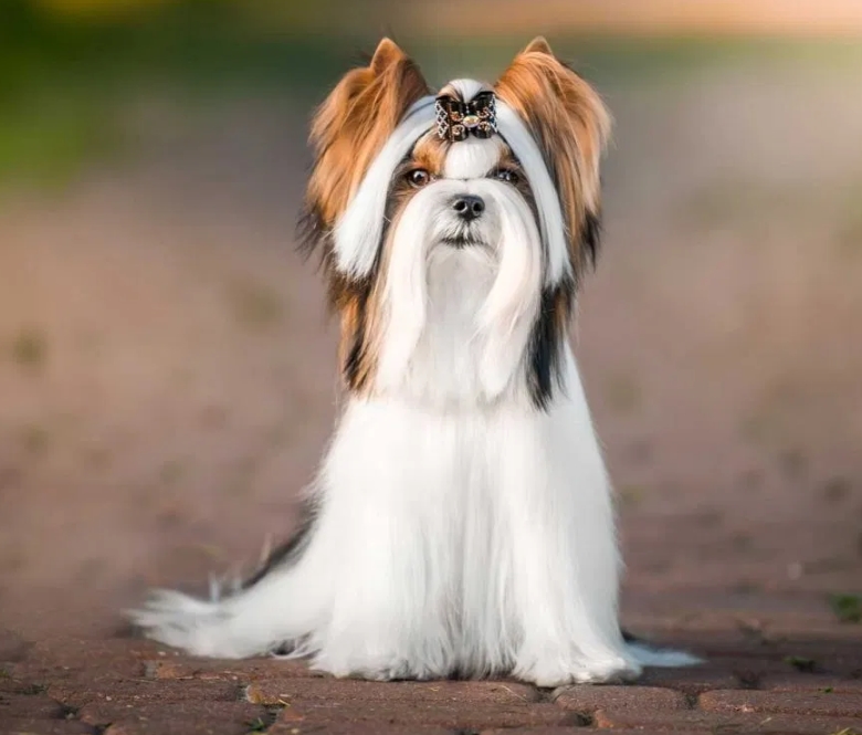 适合老年人养的狗排行榜,适合老人养的狗好养活的品种