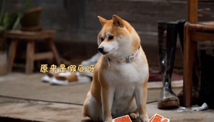 张艺兴杨紫穿同款睡衣原声,张艺兴杨紫睡衣撞衫