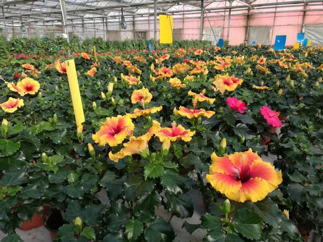 连栋温室大棚价格是多少钱一平方,薄膜连栋温室大棚多少钱一亩