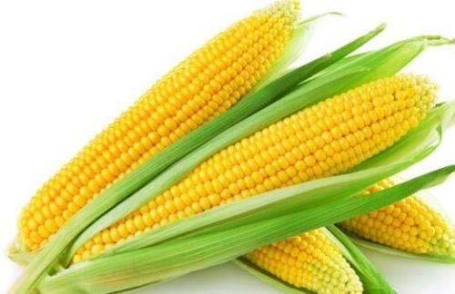 野钓大草鱼技术好钓到的鱼真不少,野钓大草鱼实用绝招