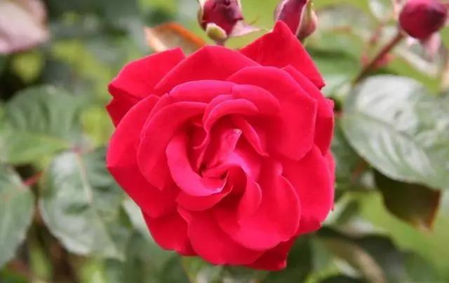 玫瑰花不同颜色的寓意和花语图片,玫瑰花各个品种及花语介绍大全