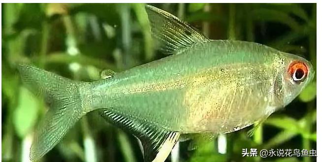 十大适合懒人养的中大型热带鱼,新手比较容易养哪些好看的热带鱼