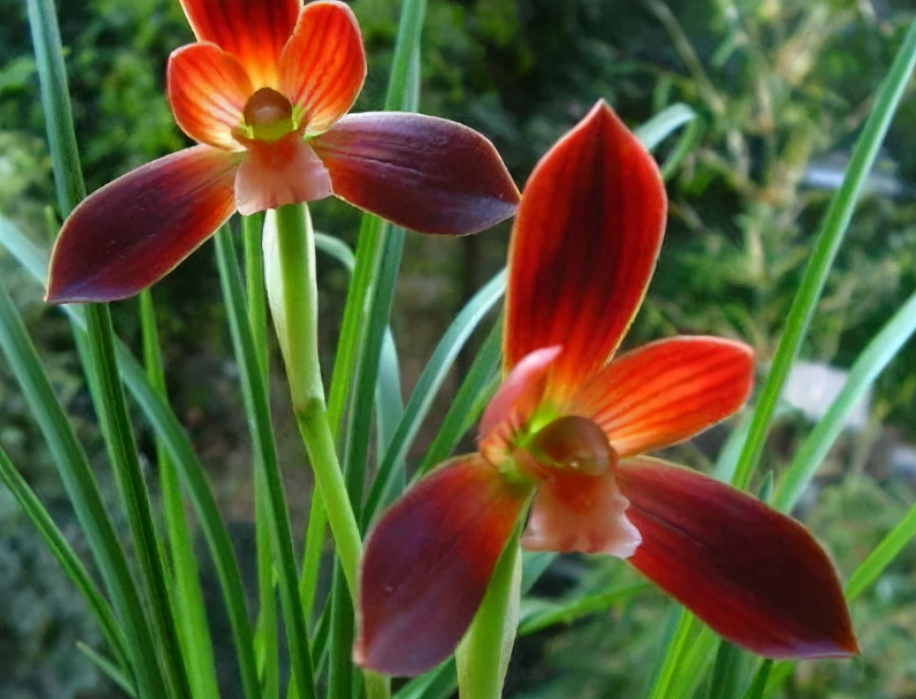 十三种最值得买的兰花黑马,最掉价的六种兰花