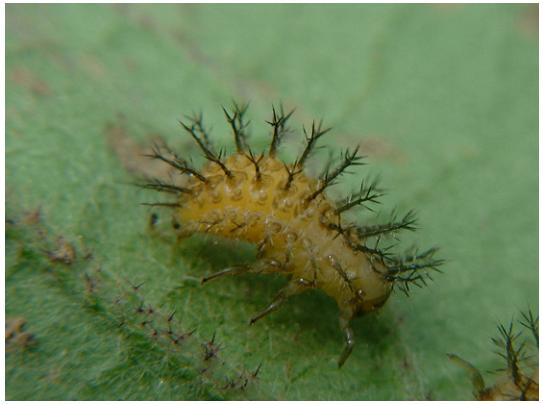 如何利用有益的瓢虫防治害虫,瓢虫用什么农药防治效果好