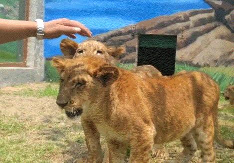 金牛湖野生动物王国自驾去怎么去,南京金牛湖野生动物王国最新活动