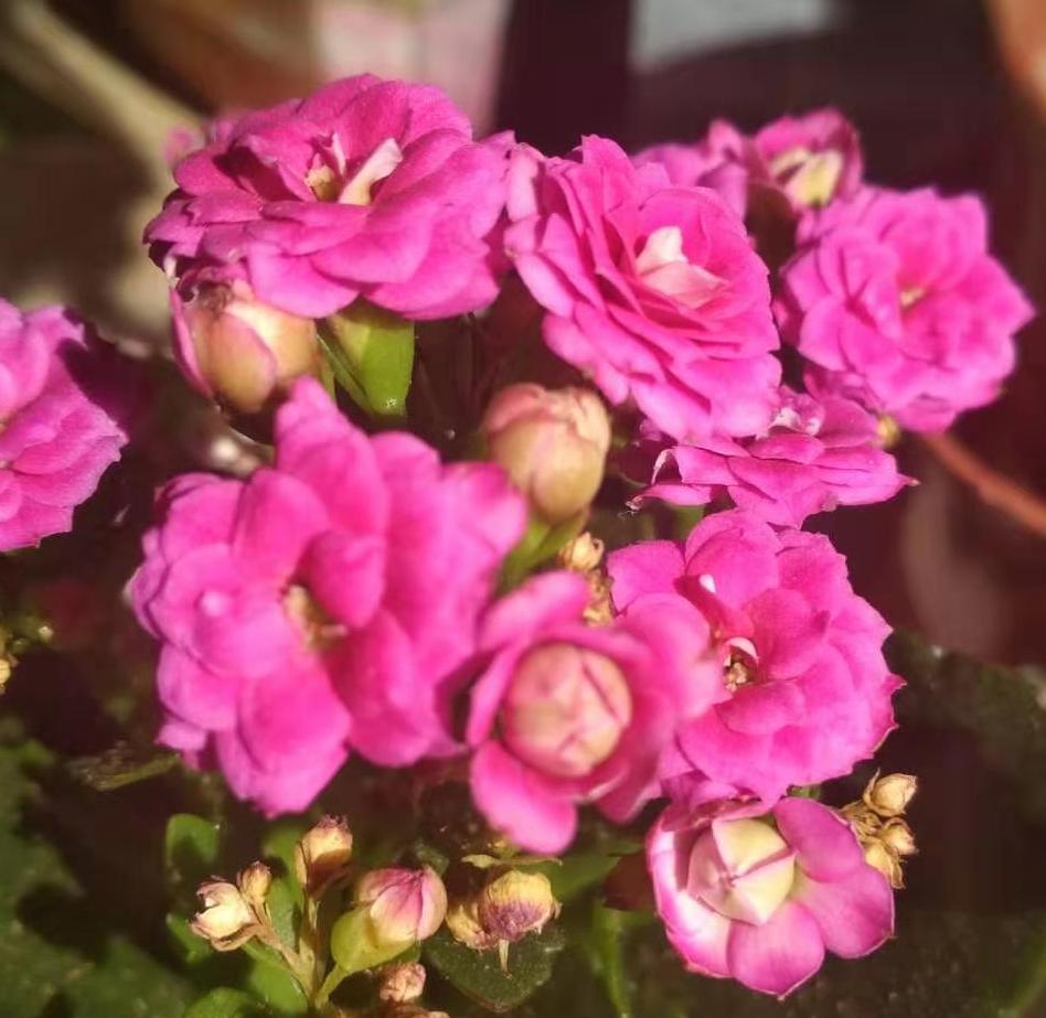 磷酸二氢钾与花多多2号交替使用,花多多1号加磷酸二氢钾用来催花