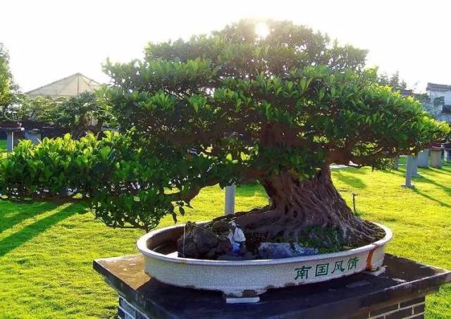 世界上最高贵最漂亮的花,世界上最名贵的花