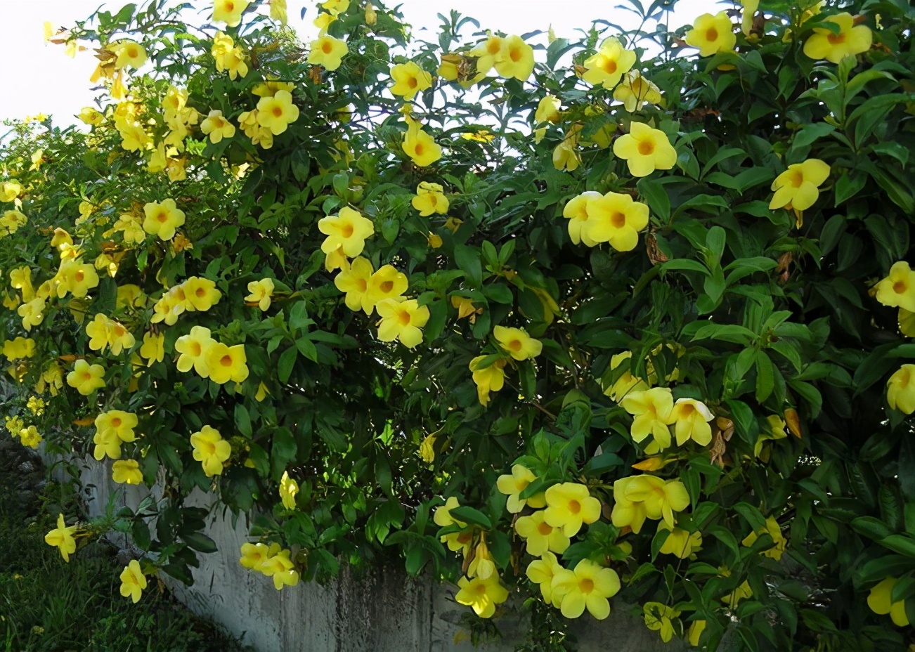 四季都有观赏效果的园林植物,春季开花的园林植物