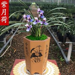 此兰花色确实罕见,香味浓郁的兰花品种有哪些