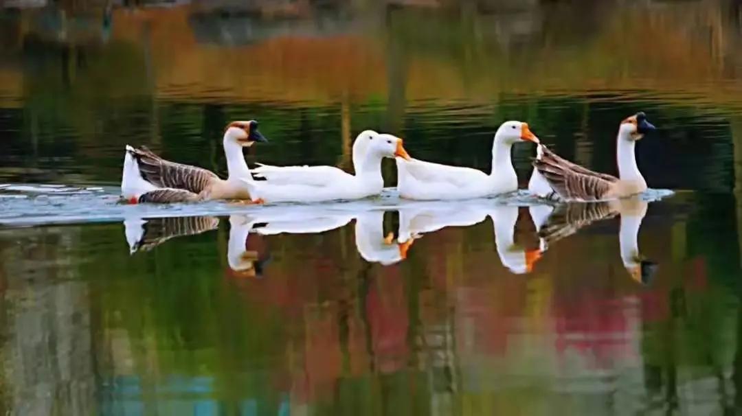 杭州美职学校风景,杭州美丽学校评选