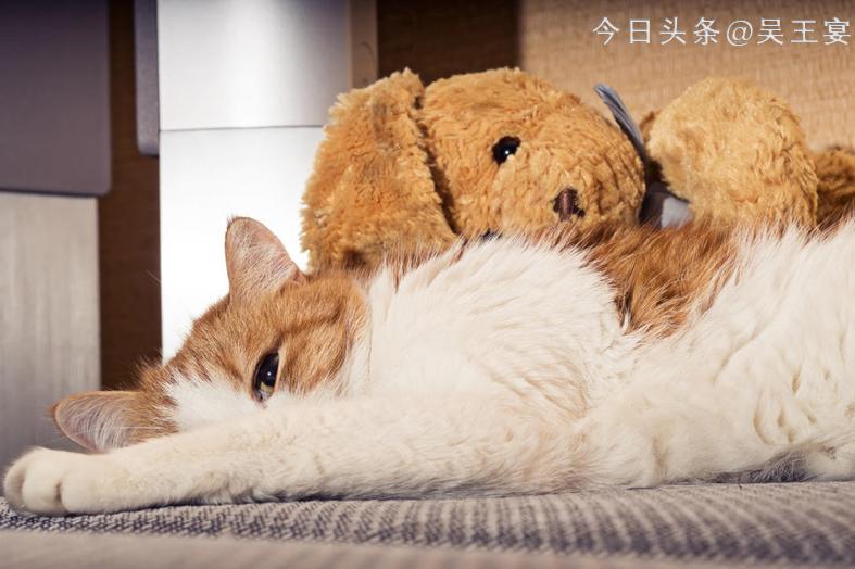 中国虐待流浪猫狗违法吗,虐待流浪猫狗算违法犯罪吗