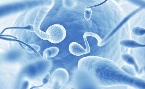 备孕男士精子存留多久,备孕期间男方精子超过20天好吗