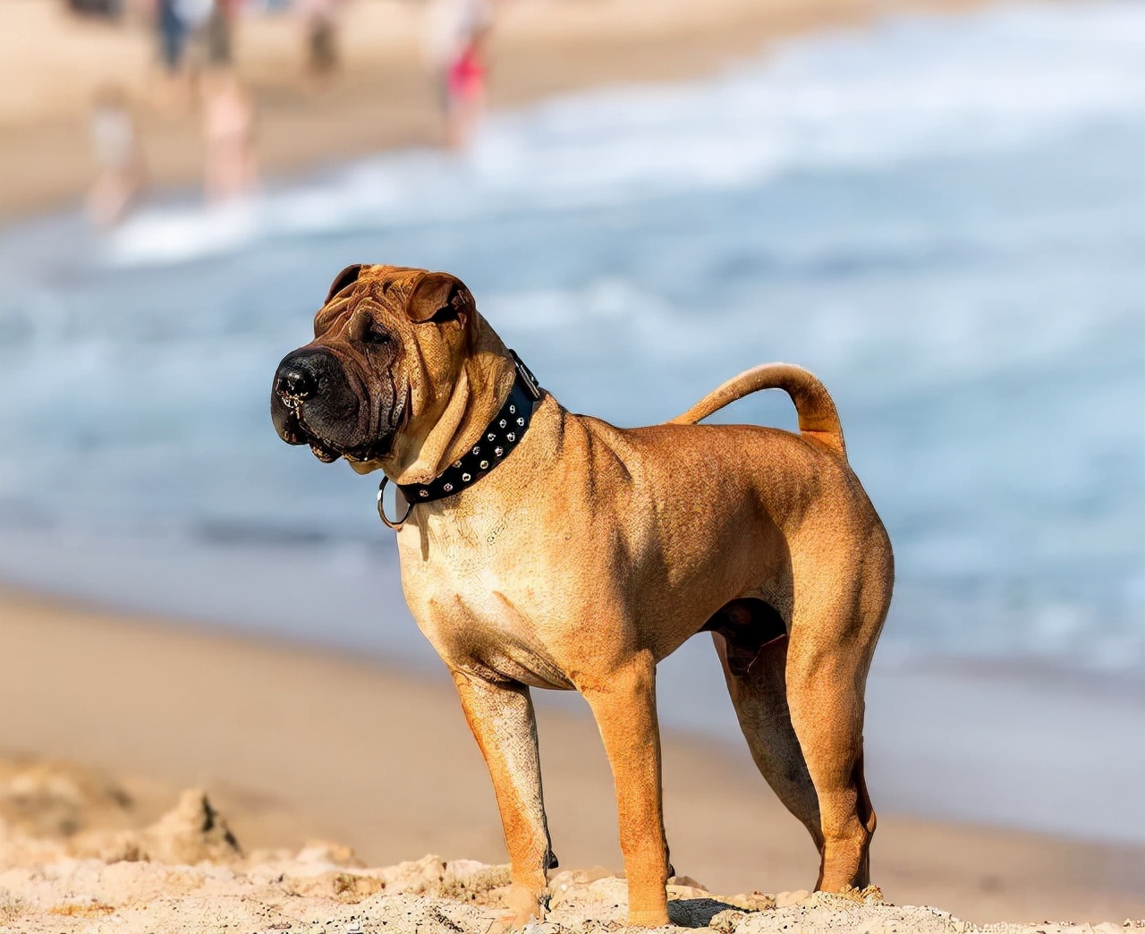 狗狗品种大全及介绍了解一下,狗狗品种怎么挑选最好看