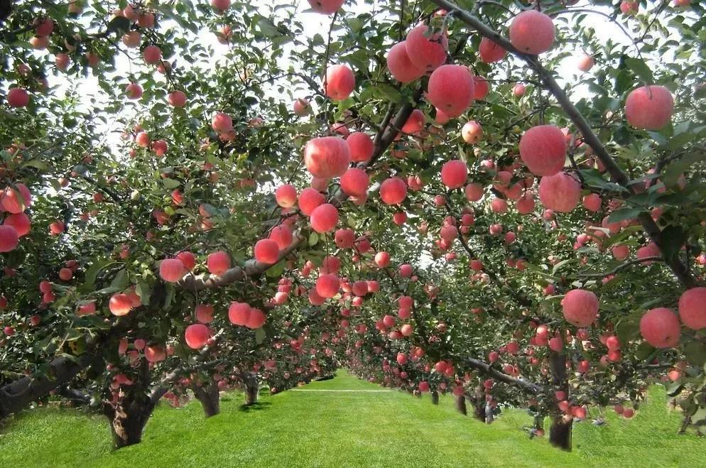 果优乐帅气小伙儿运用免费模式，3天充卡80万，锁定两千多会员