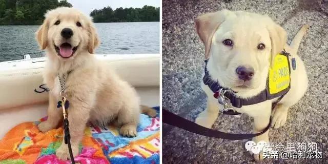 金毛和拉布拉多小狗如何区分,拉布拉多和金毛的区别哪个聪明些