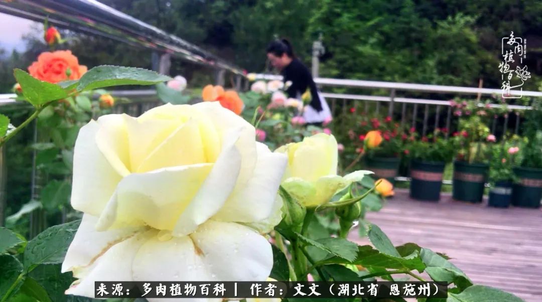 夏季多肉花园图片,初夏多肉花园