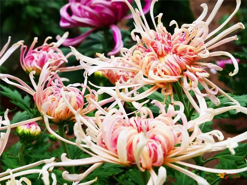 国庆节中秋景区免费打折时间,中秋节10余景区40余项活动等你来