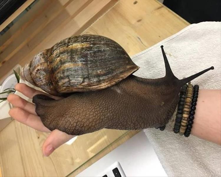 和小狗一般大的蜗牛是宠物，是非洲美食，我们吃货不敢下嘴