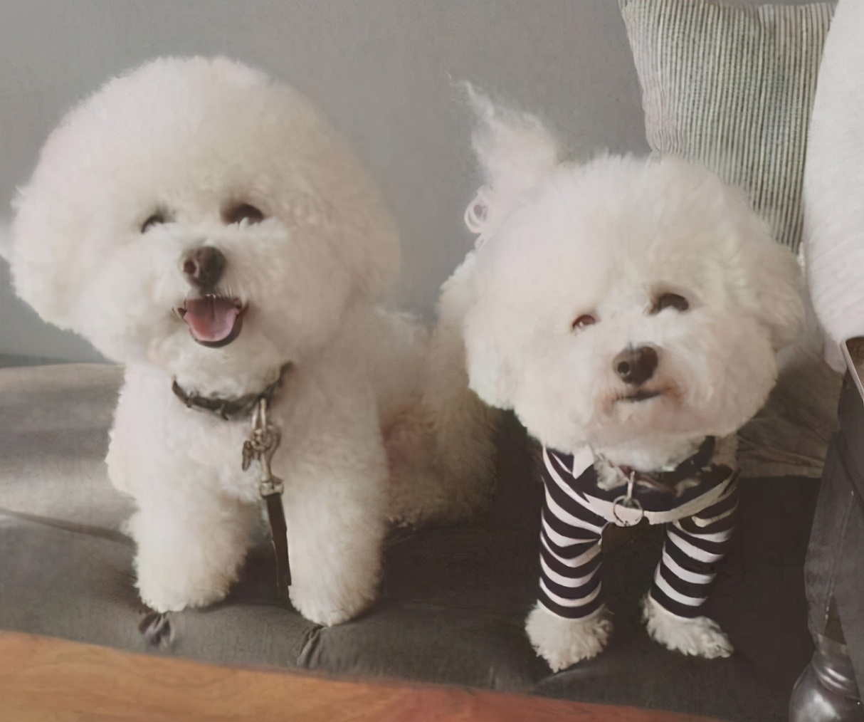 如何养好一只比熊狗狗视频,精品比熊怎么养活视频教程