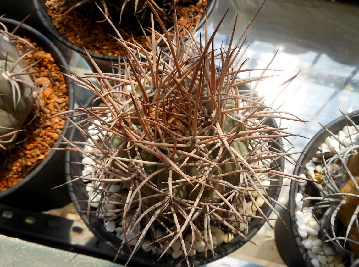 101仙人球,101个仙人球品种