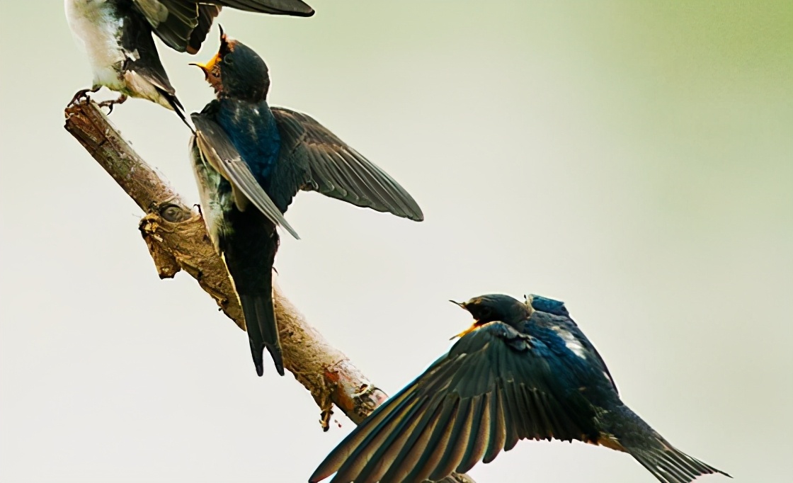 算命说家中有喜鹊代表什么,3只喜鹊在风水上代表什么