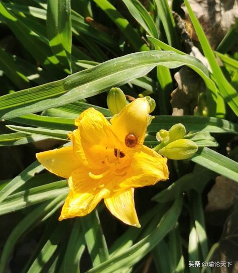 诗文杂咏：瓢虫“花大姐”的启示