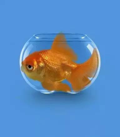 金鱼的饲养技巧和注意事项,草金鱼为什么养不大