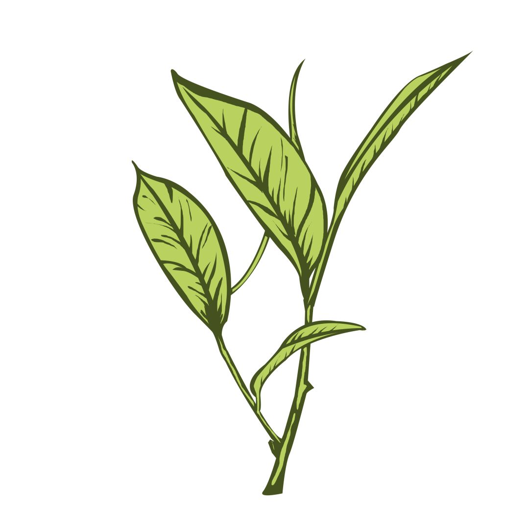 早上6点，去蒙顶山买茶是一种什么体验？