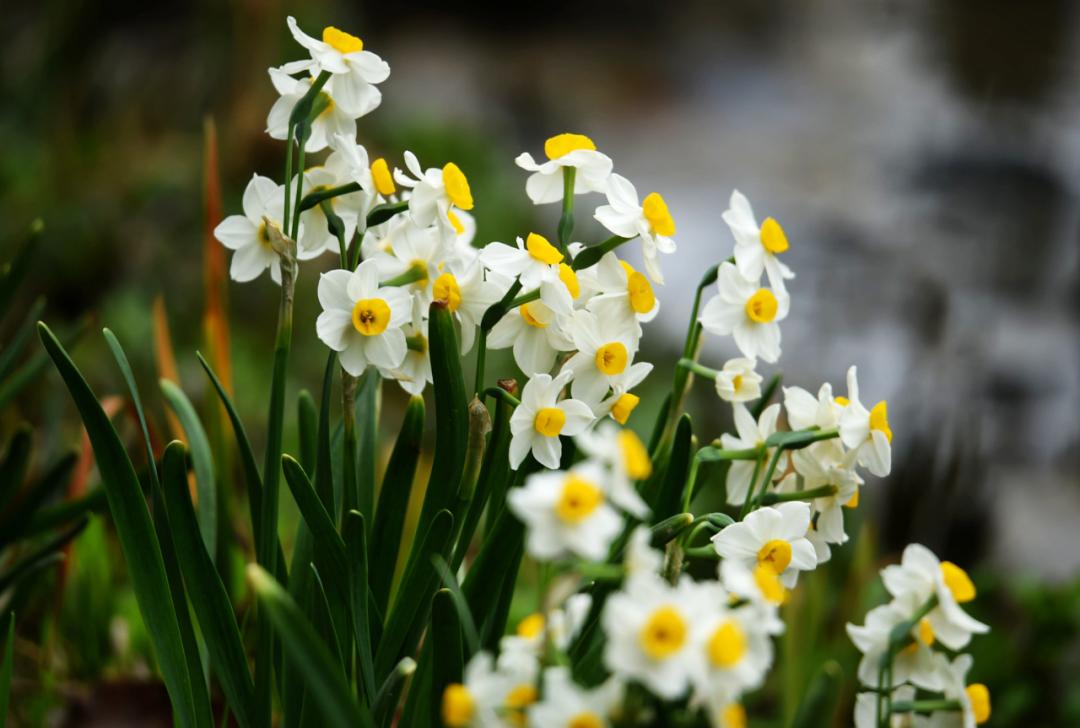 描写水仙花艳美古诗句,诗词中的水仙冬天开得最美