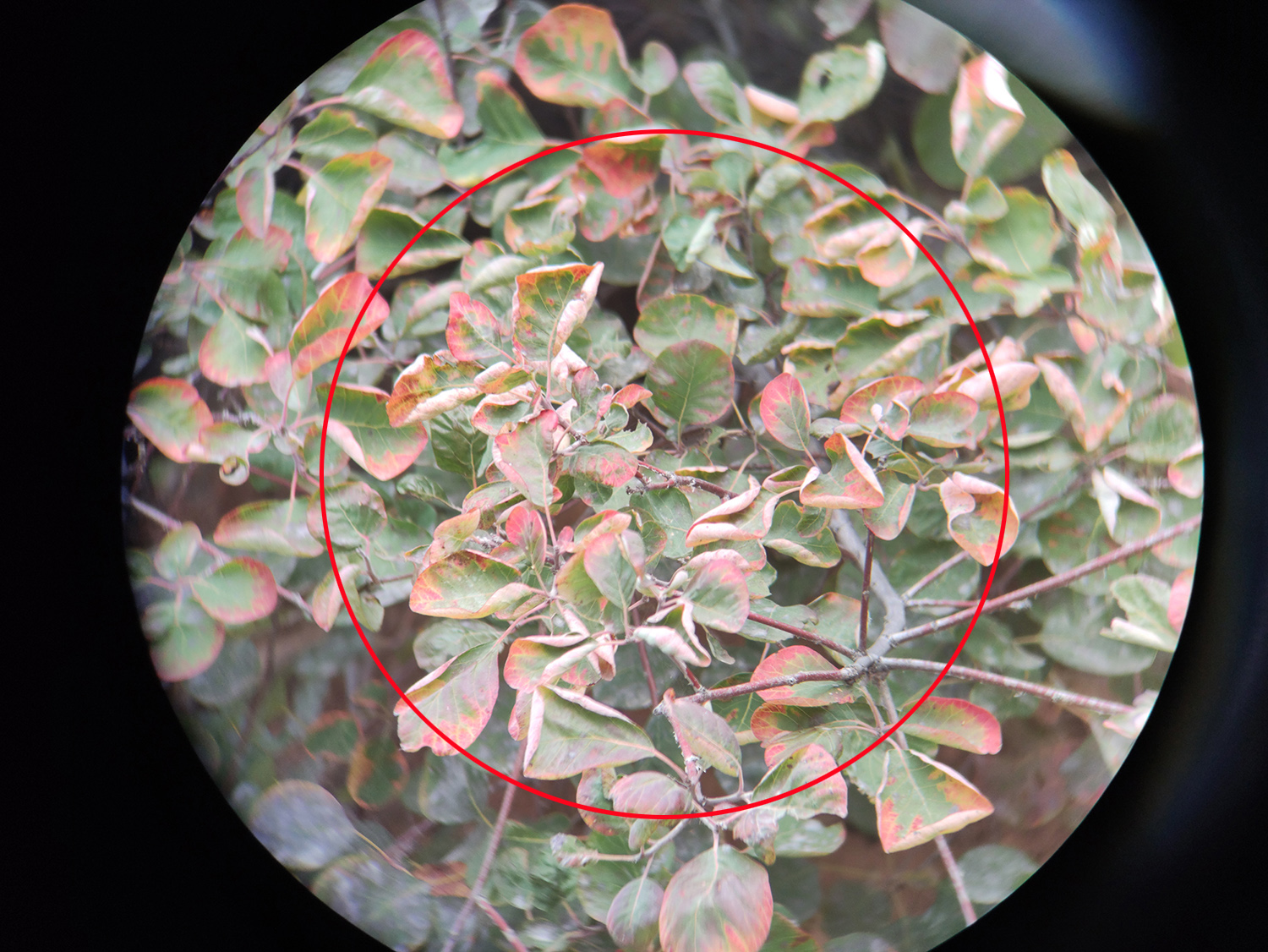 星特朗天文望远镜1100效果,星特朗望远镜4mm非球面目镜