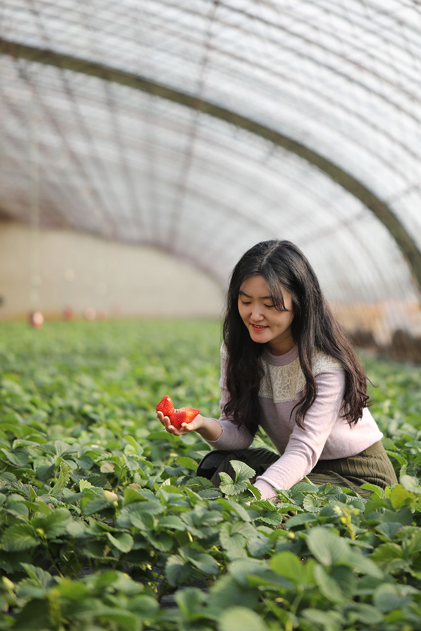 大连最好的草莓节,2023草莓音乐节大连