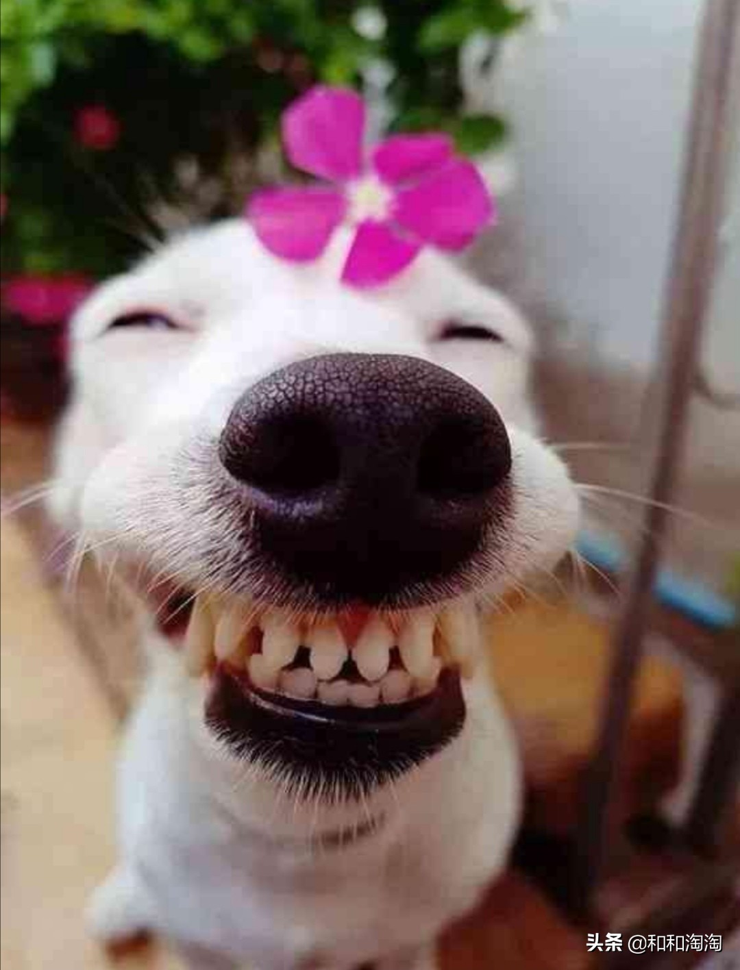 庆余年羊驼搞笑,庆余年动物搞笑图片