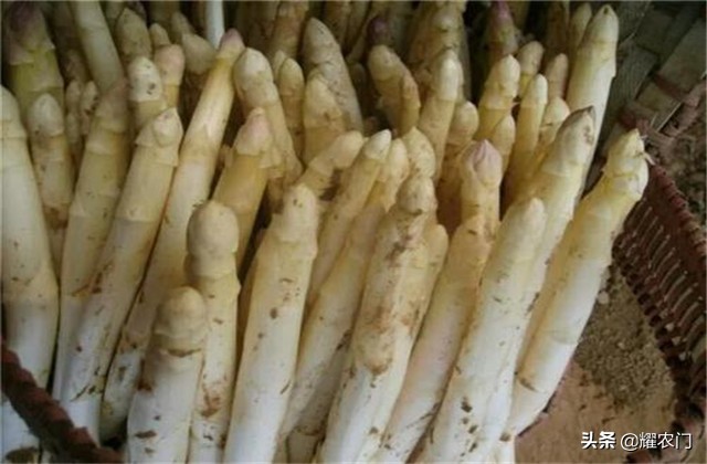 白芦笋种植产量,白芦笋最低产量