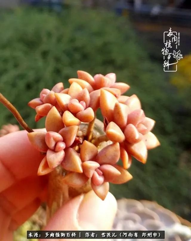 我的多肉乐园,多肉三寸阳台效果图