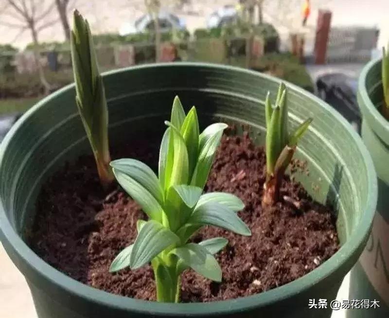 百合花开花后怎么留种球,百合花开花后晒太阳吗