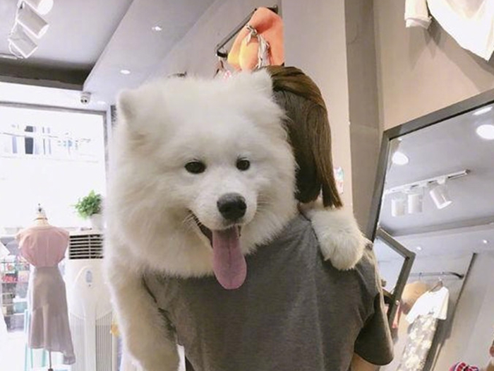 萨摩不幸患犬瘟后被弃，获救后“恩将仇报”，致力于拆家大业