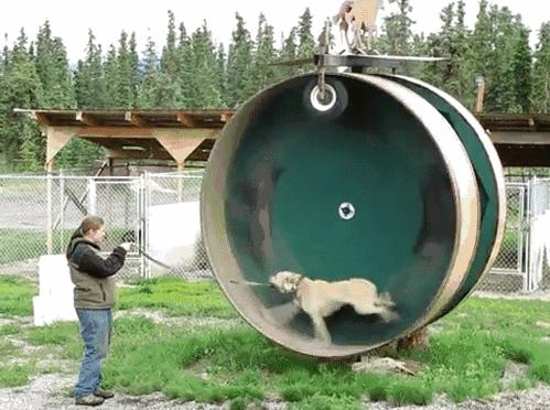 拉布拉多犬成年之后能活多少年,拉布拉多犬活多长时间