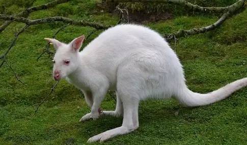 十种你肯定没见过的动物,令人惊艳的17种动物绝对罕见