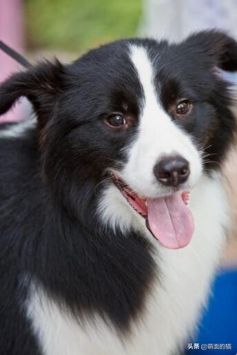 狗狗的品种大全哈士奇,哈士奇长毛狗品种大全图解