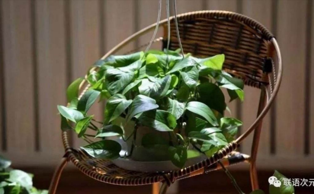 绿萝散射光养护,绿萝的特点和养护常识有哪些