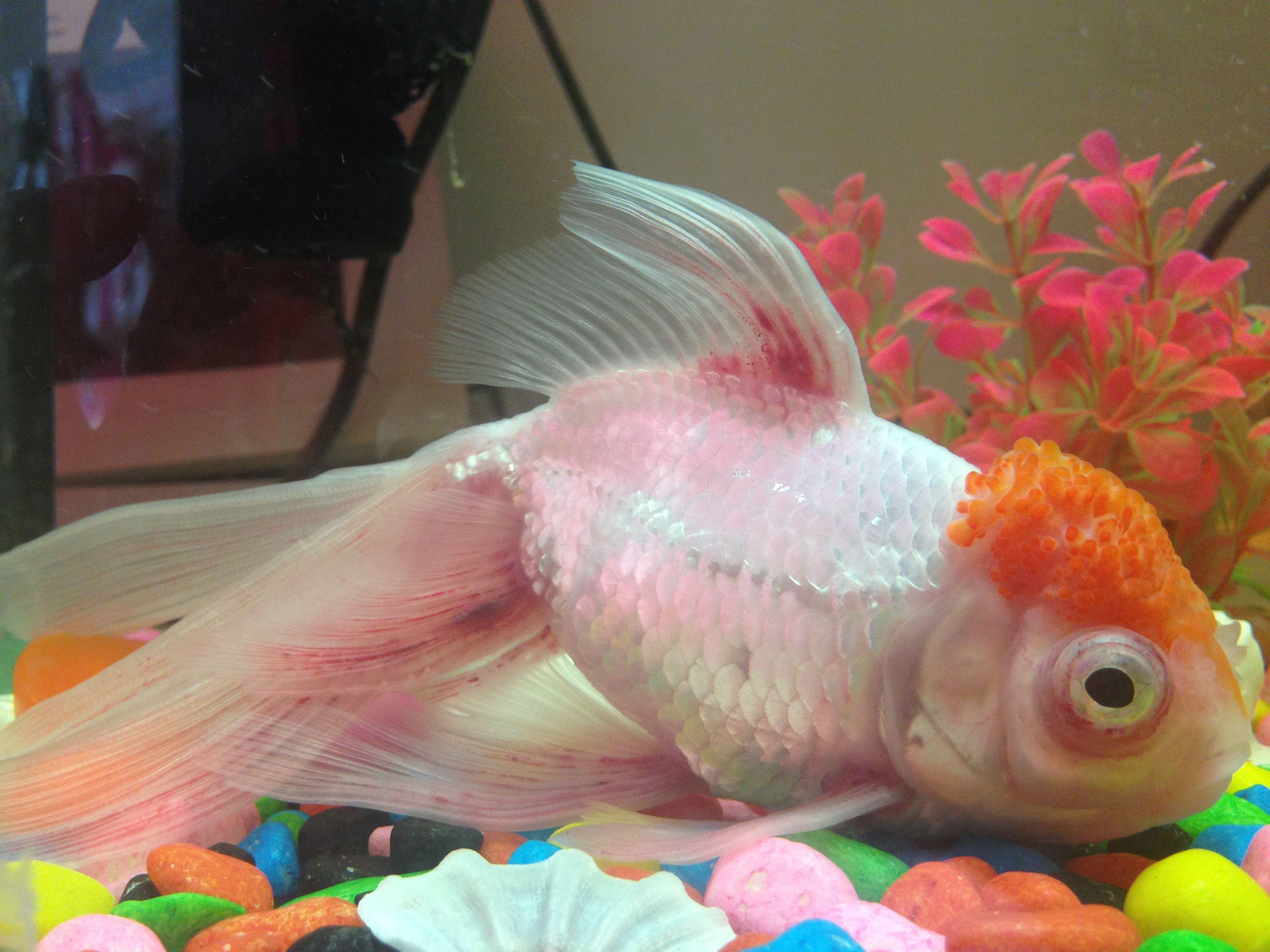 金鱼最近隔几天就死一条是为什么,买回来的金鱼为什么养几天就死了