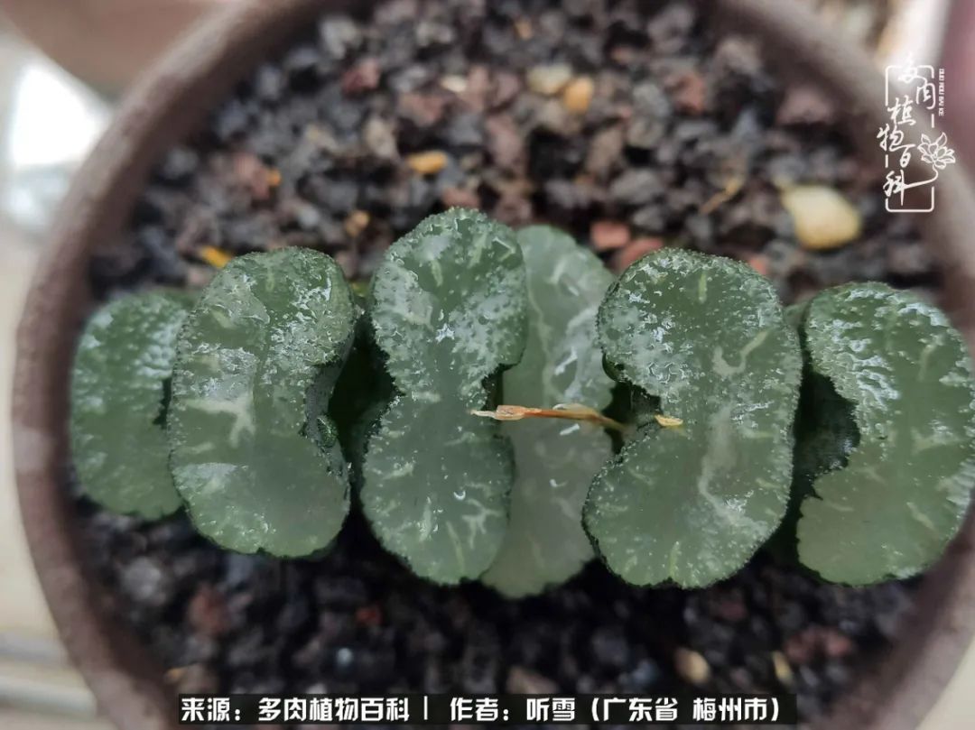 爱上多肉精致生活,爱上多肉我们的减压法宝