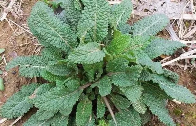 那些常见却叫不上名字的野花野草,常见的野花野草却是农家之宝