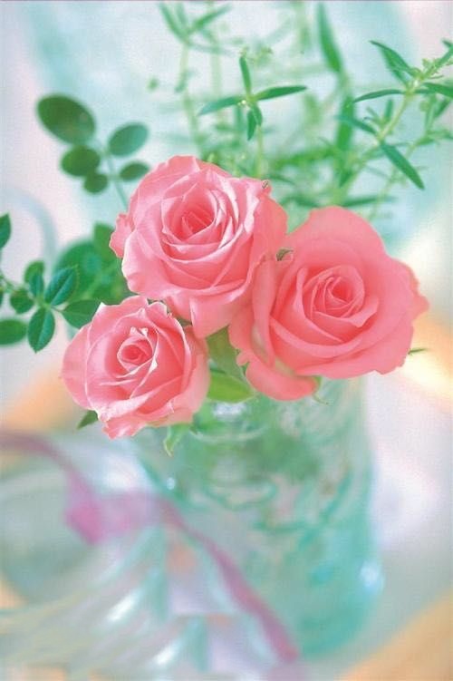 手机壁纸玫瑰花高清图片全屏,三枝玫瑰花一只手手机全屏壁纸