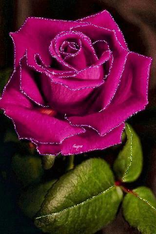 520动态表情图片大全,520表情图片大全2024