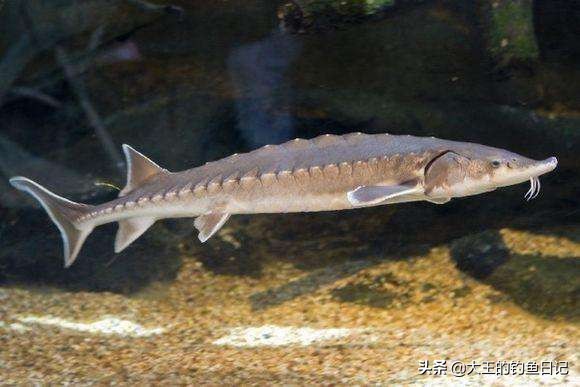 中华鳖保护动物,鳖是国家一级保护动物么